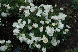 White Knock Out Rose (Rosa 'Radwhite') at A Very Successful Garden Center