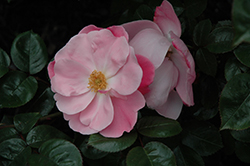 Perfume Passion Rose (Rosa 'KORpauvio') at Lakeshore Garden Centres