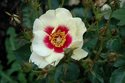Bull's Eye Rose (Rosa 'PEJamore') at Stonegate Gardens