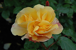 Tequila Rose (Rosa 'Meipomolo') at A Very Successful Garden Center