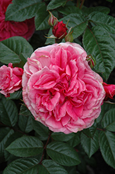 Zaide Rose (Rosa 'KORparofe') at A Very Successful Garden Center