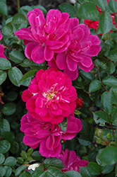 Purple Rain Vigorosa Rose (Rosa 'KORpurlig') at A Very Successful Garden Center