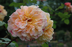 Aloha Hawaii Rose (Rosa 'KORwesrug') at A Very Successful Garden Center