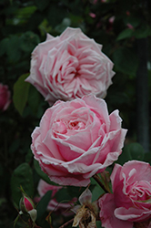 Blossomtime Rose (Rosa 'Blossomtime') at Lakeshore Garden Centres