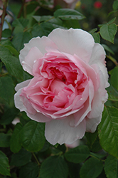The Wedgwood Rose (Rosa 'Ausjosiah') at A Very Successful Garden Center
