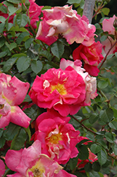 Bajazzo Arborose Rose (Rosa 'KORteheba') at Lakeshore Garden Centres