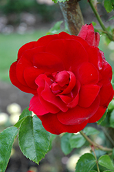Amadeus Rose (Rosa 'KORlabriax') at A Very Successful Garden Center