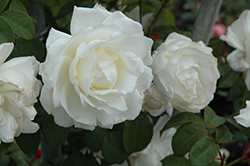 Cloud 10 Rose (Rosa 'Radclean') at Lakeshore Garden Centres