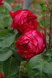 Red Eden Rose (Rosa 'Red Eden') at Stonegate Gardens