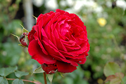 All Ablaze Rose (Rosa 'WEKsamsou') at A Very Successful Garden Center