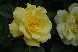 Golden Gate Rose (Rosa 'KORgolgat') at A Very Successful Garden Center