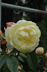 Lunar Mist Rose (Rosa 'Meijacolet') at A Very Successful Garden Center