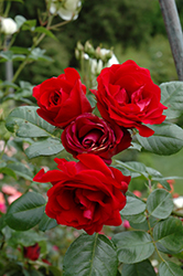 Crimson Sky Rose (Rosa 'Meigrappo') at A Very Successful Garden Center