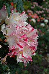 Soaring Spirits Rose (Rosa 'WEKbecfoj') at Stonegate Gardens