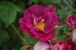 Stormy Weather Rose (Rosa 'ORAfantanov') at A Very Successful Garden Center