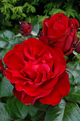 Black Cherry Rose (Rosa 'JACreflo') at Lakeshore Garden Centres