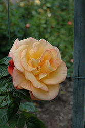 Spice So Nice Rose (Rosa 'WEKwesflut') at Lakeshore Garden Centres