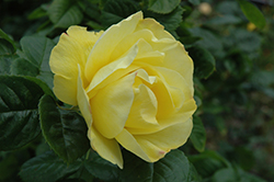 Smiley Face Rose (Rosa 'Meilaclost') at A Very Successful Garden Center