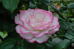 Handel Rose (Rosa 'MACha') at Stonegate Gardens