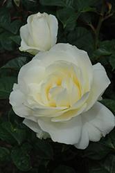 Moondance Rose (Rosa 'Moondance') at A Very Successful Garden Center