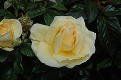Sunshine Daydream Rose (Rosa 'Meikanaro') at A Very Successful Garden Center