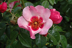 Raspberry Kiss Rose (Rosa 'CHEwsumsigns') at Lakeshore Garden Centres