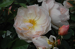 The Shepherdess Rose (Rosa 'Austwist') at Lakeshore Garden Centres