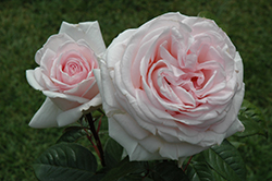 Francis Meilland Rose (Rosa 'Meitroni') at A Very Successful Garden Center