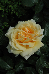 Winter Sun Eleganza Rose (Rosa 'KORbatam') at Lakeshore Garden Centres