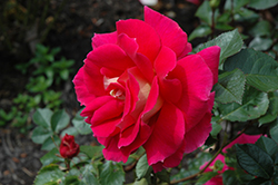 Miss Behavin' Rose (Rosa 'Miss Behavin'') at Stonegate Gardens