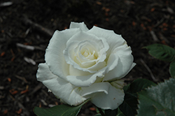 White Lightnin' Rose (Rosa 'AROwhif') at Stonegate Gardens