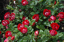 Teeny Bopper Rose (Rosa 'Teeny Bopper') at Stonegate Gardens