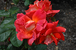 Cinnamon Twist Rose (Rosa 'JACoutra') at Stonegate Gardens