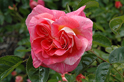Summer Sun Rose (Rosa 'KORfocgri') at A Very Successful Garden Center