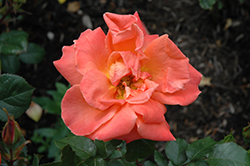 Spanish Sunset Rose (Rosa 'FRAsunpatch') at A Very Successful Garden Center