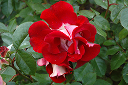 Topsy Turvy Rose (Rosa 'Topsy Turvy') at Lakeshore Garden Centres