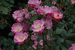 Lavender Dream Rose (Rosa 'Lavender Dream') at A Very Successful Garden Center
