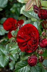 Lava Flow Rose (Rosa 'Lava Flow') at Stonegate Gardens