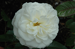 Fabulous! Rose (Rosa 'JACrex') at Lakeshore Garden Centres
