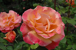 Tuscan Sun Rose (Rosa 'Tuscan Sun') at A Very Successful Garden Center