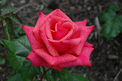 Cinnamon Dolce Rose (Rosa 'Meitadeha') at A Very Successful Garden Center