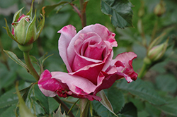 Sweetness Rose (Rosa 'Sweetness') at Lakeshore Garden Centres