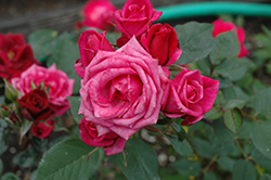 Aristocrat Rose (Rosa 'Aristocrat') at Stonegate Gardens