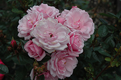 Flower Carpet Appleblossom Rose (Rosa 'Flower Carpet Appleblossom') at Stonegate Gardens