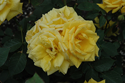 Ko's Yellow Rose (Rosa 'Ko's Yellow') at Stonegate Gardens