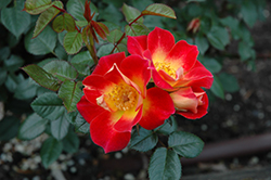 Debut Sunblaze Rose (Rosa 'MEIbarke') at A Very Successful Garden Center