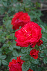 Starina Rose (Rosa 'Meigabi') at Stonegate Gardens