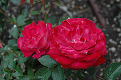 Iced Raspberry Rose (Rosa 'SAVaras') at A Very Successful Garden Center