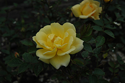 Rise 'n' Shine Rose (Rosa 'Rise 'n' Shine') at A Very Successful Garden Center