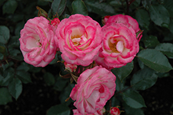 Magic Carousel Rose (Rosa 'Magic Carousel') at A Very Successful Garden Center